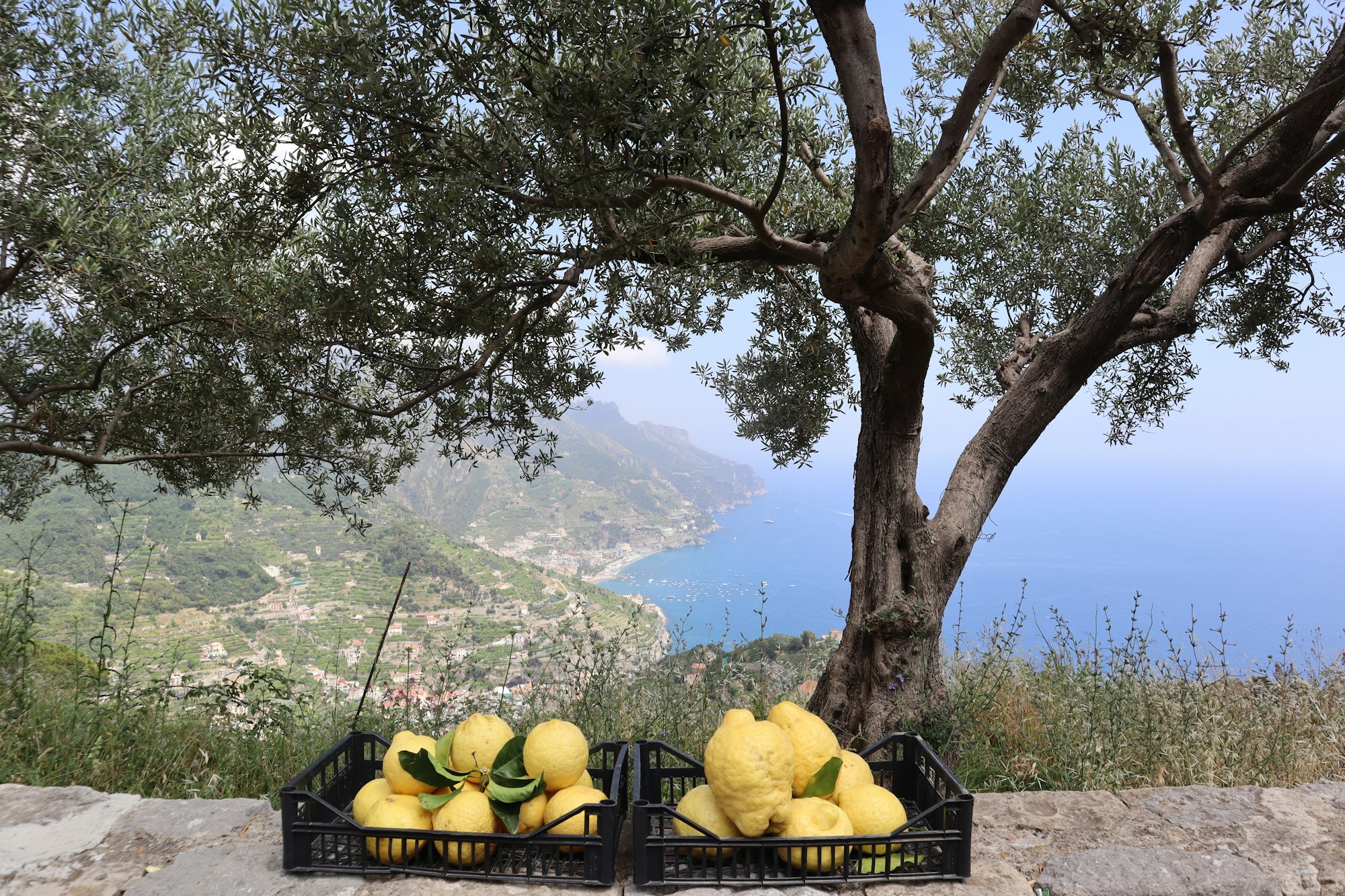 Two crates of freshly picked lemons on a stone wall above the terraced Amalfi coastline and the sea
