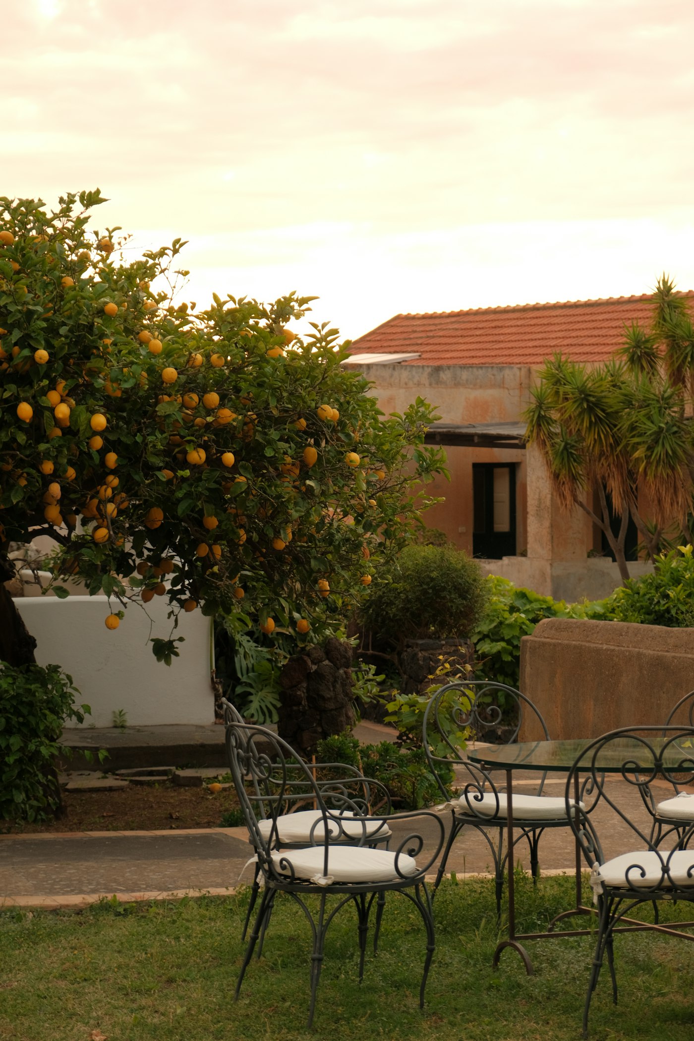A lemon tree heavy with fruit in a terraced garden with a table and chairs in evening light