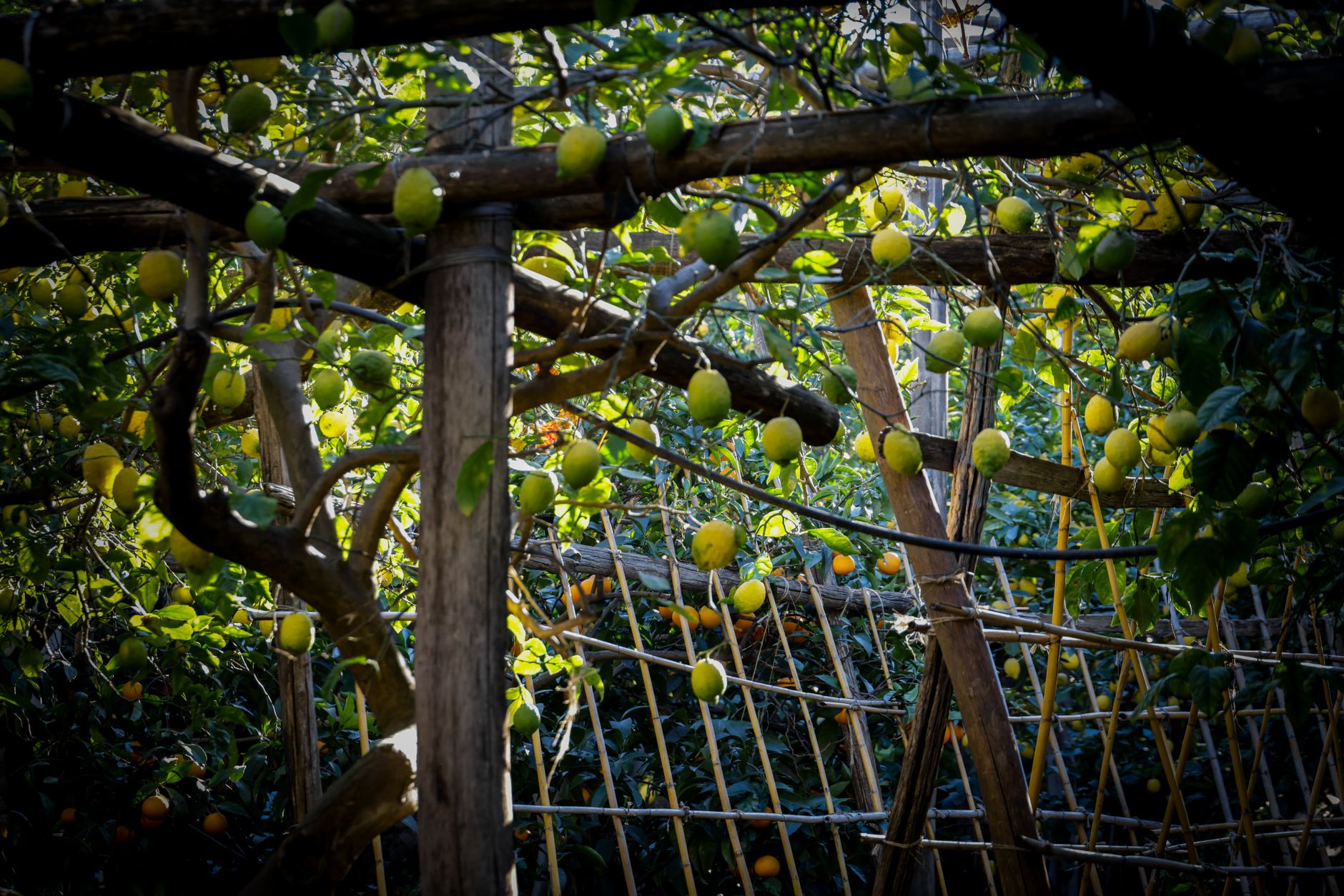 Lemons hanging from a pergola of chestnut poles in a terraced Amalfi Coast lemon garden