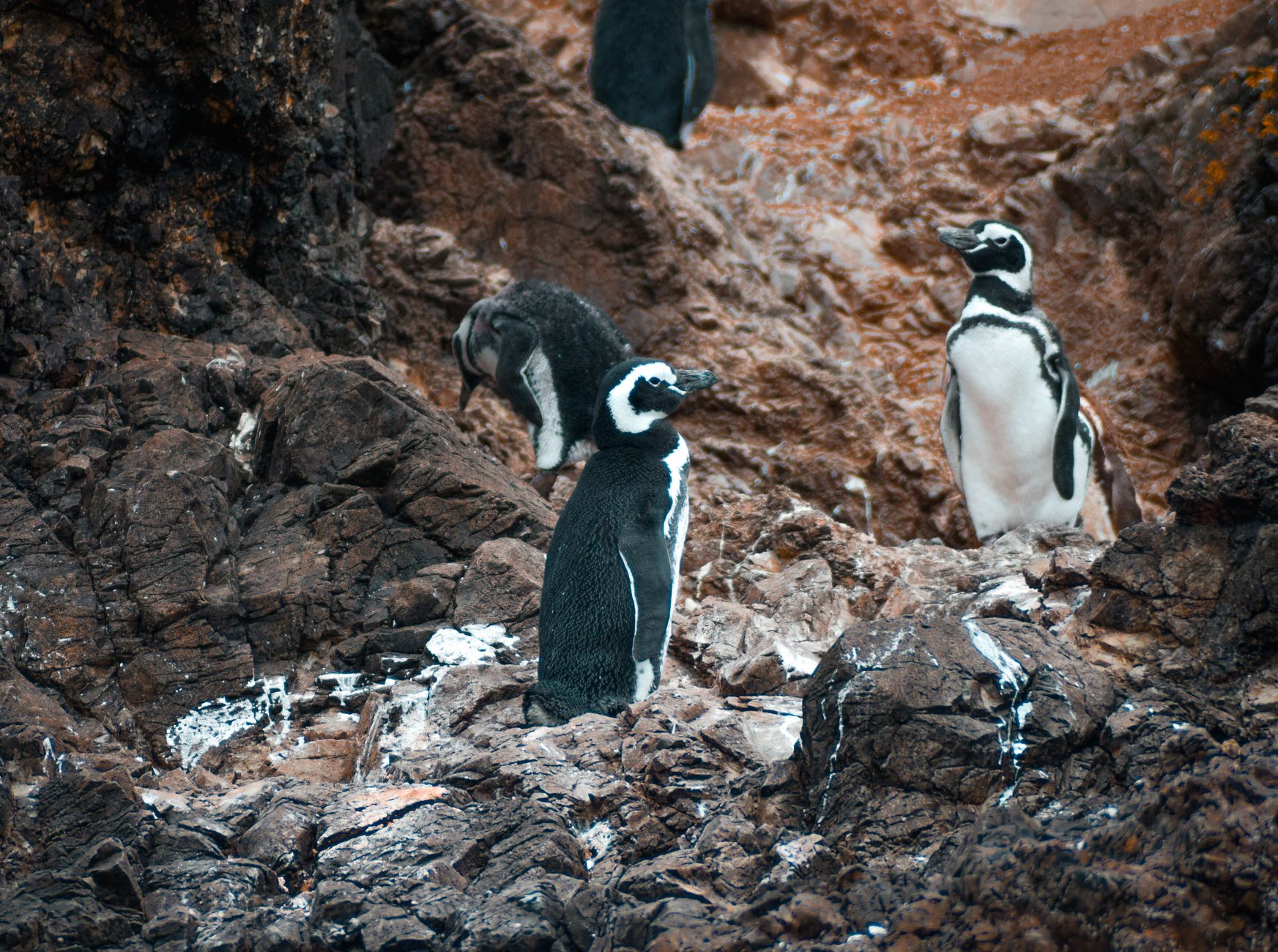 Two Magellanic penguins with double black chest bands standing among dark rocks streaked with guano
