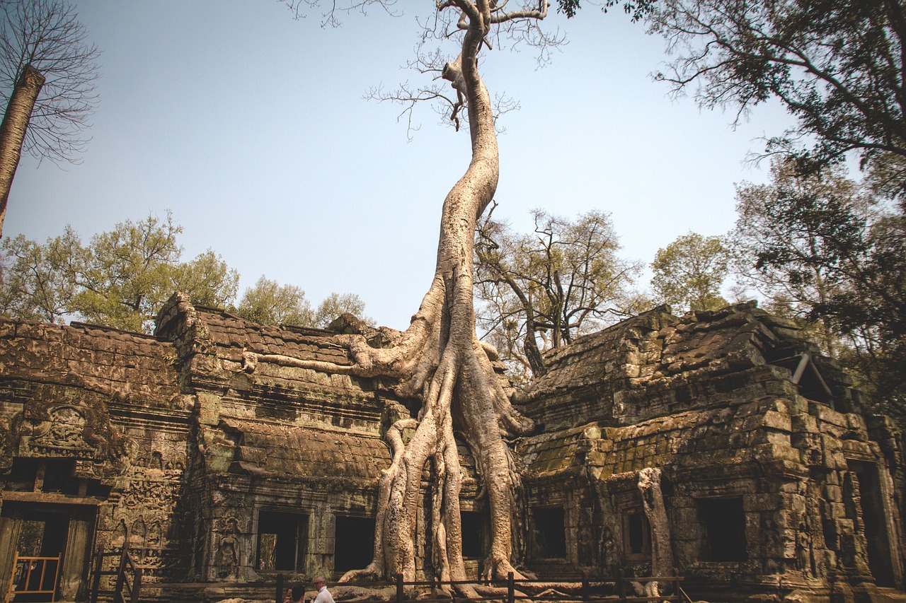 A large tree growing out of a collapsed stone gallery at an outlying Angkor temple