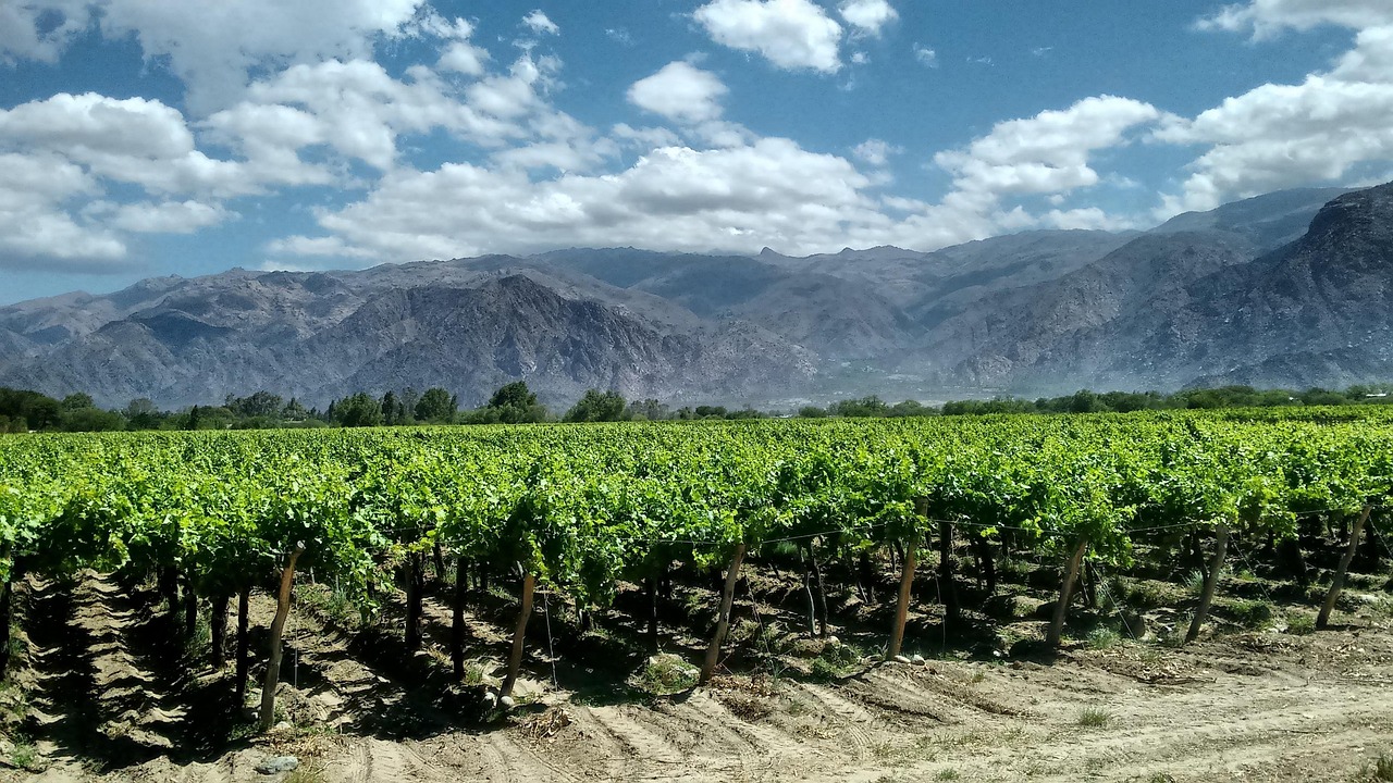 Vineyard rows against the Andean backdrop at Cafayate