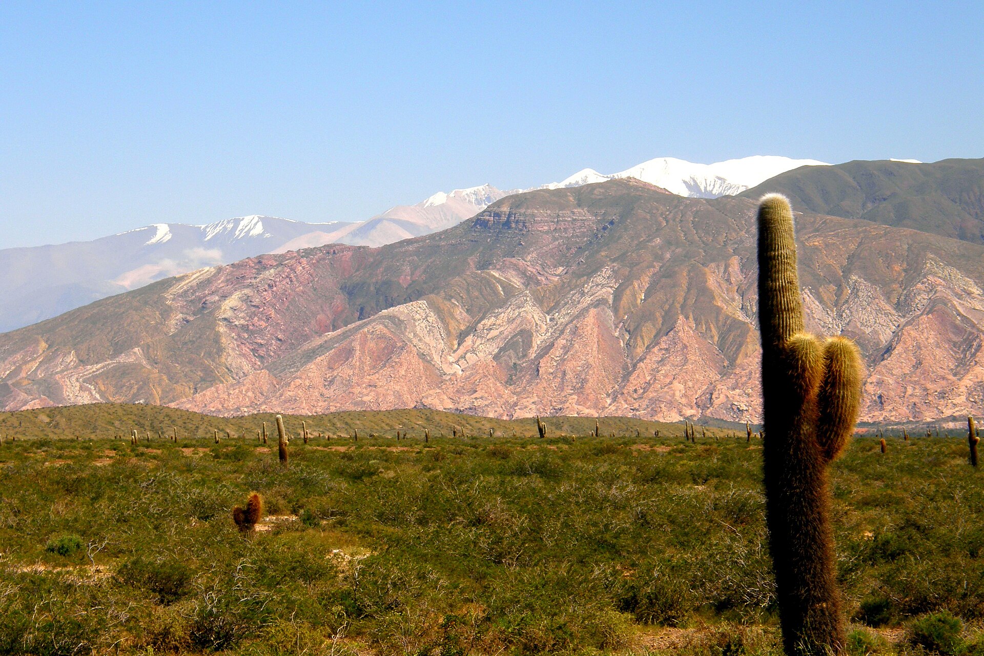 Cardon cacti in Los Cardones national park, Salta