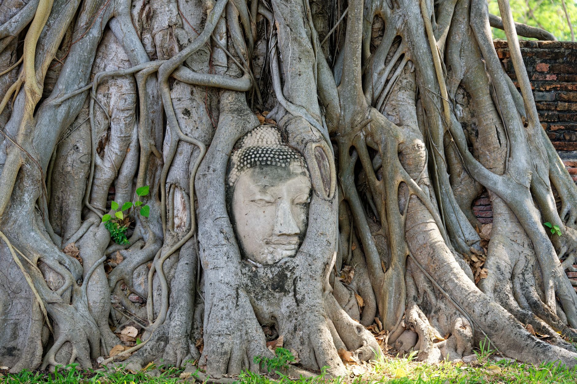 A sandstone Buddha head held in the tangled roots of a tree at Wat Mahathat, the face clear and the roots closed over the neck