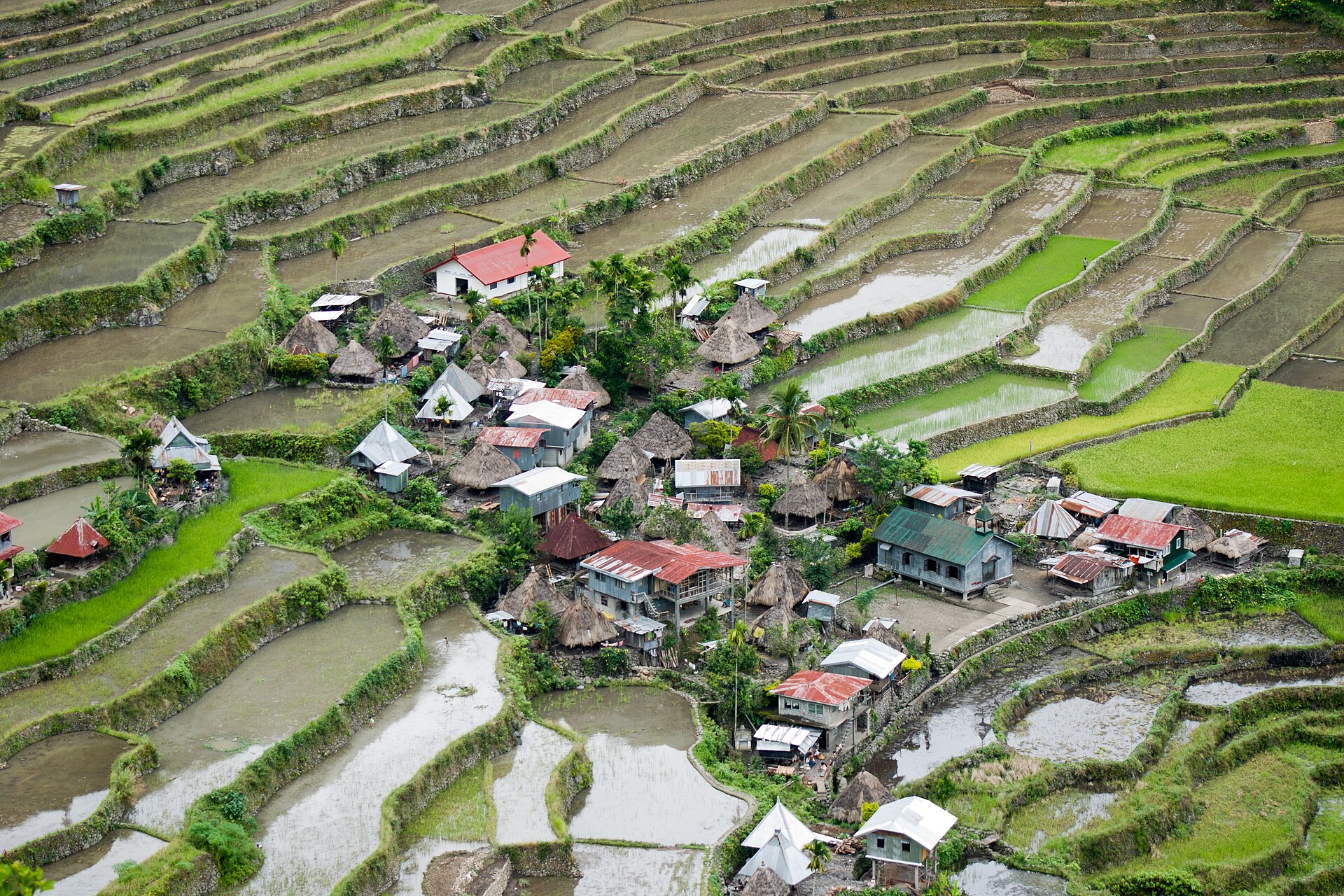 The village of Batad with thatched and tin roofs at the centre of an amphitheatre of rice terraces