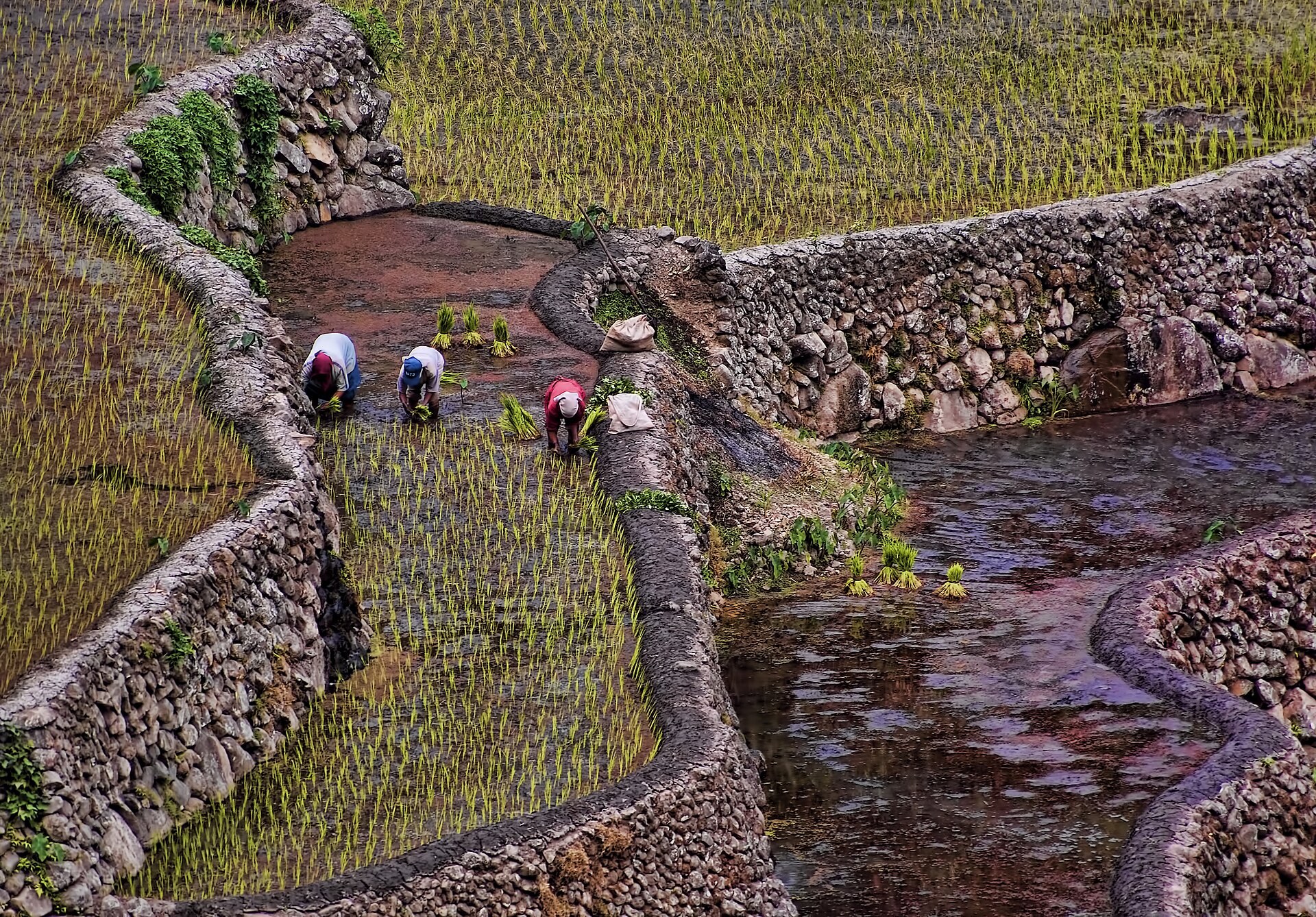 Three people bent over transplanting rice seedlings in a flooded terrace between heavy stone walls at Batad
