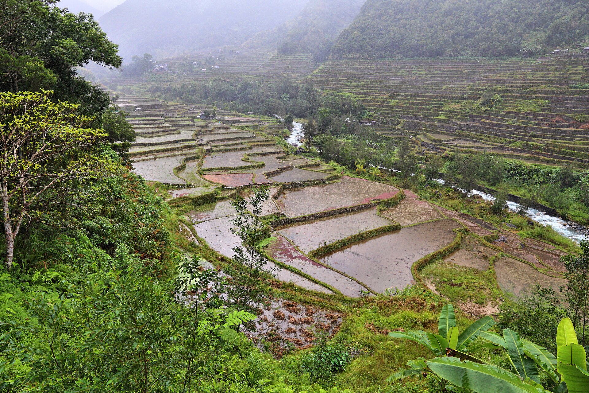 Water and mud filled rice terraces stepping down to a fast river at Hapao in Hungduan, mist on the ridges