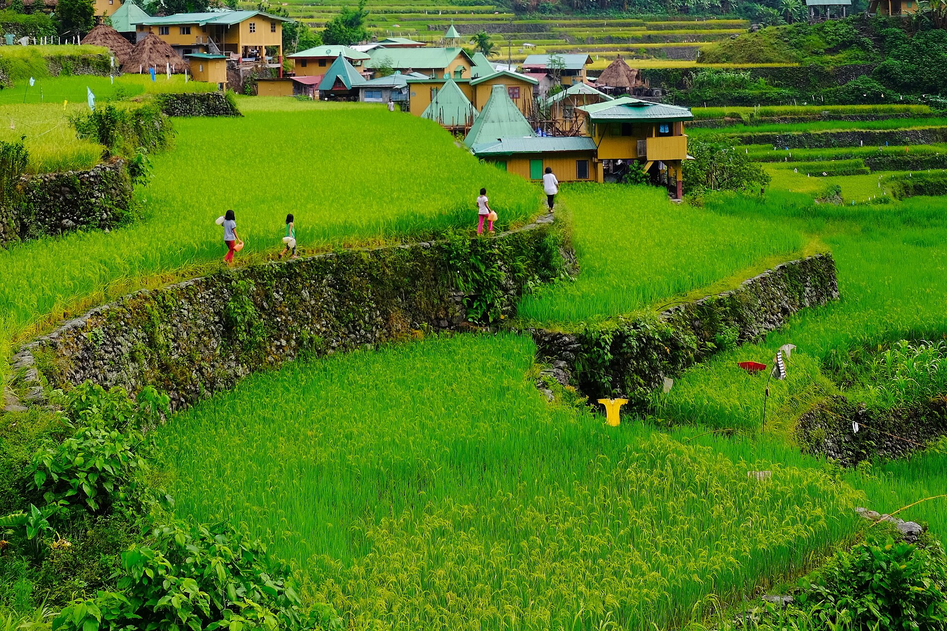 People walking along a stone-faced terrace bund among deep green rice paddies at Batad