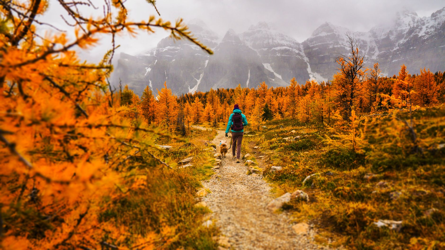 A hiker walking a trail through golden alpine larches with grey peaks behind in Banff National Park