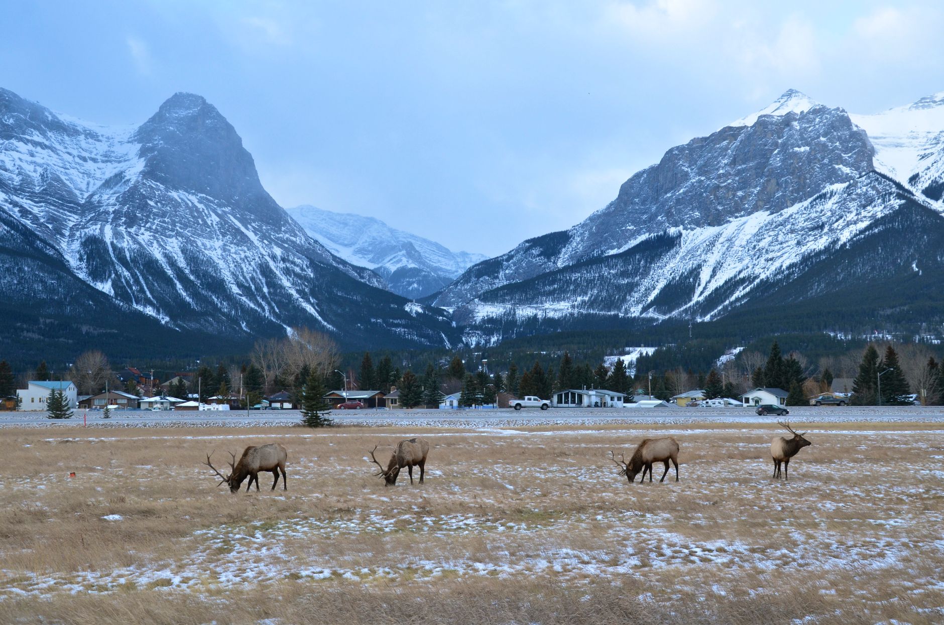 A group of elk grazing on an open flat in the Bow Valley with snow-covered mountains behind