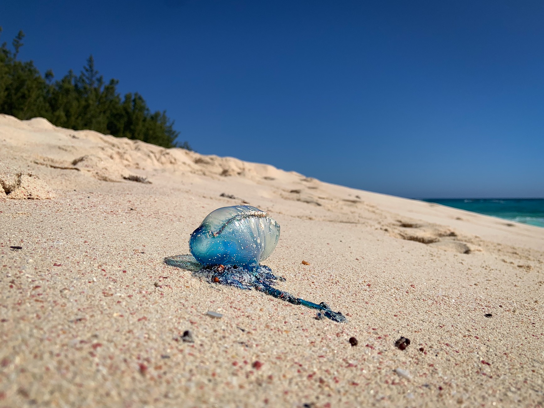 A blue Portuguese man-of-war with its inflated float lying stranded on pale sand flecked with pink and red grains, under a clear sky