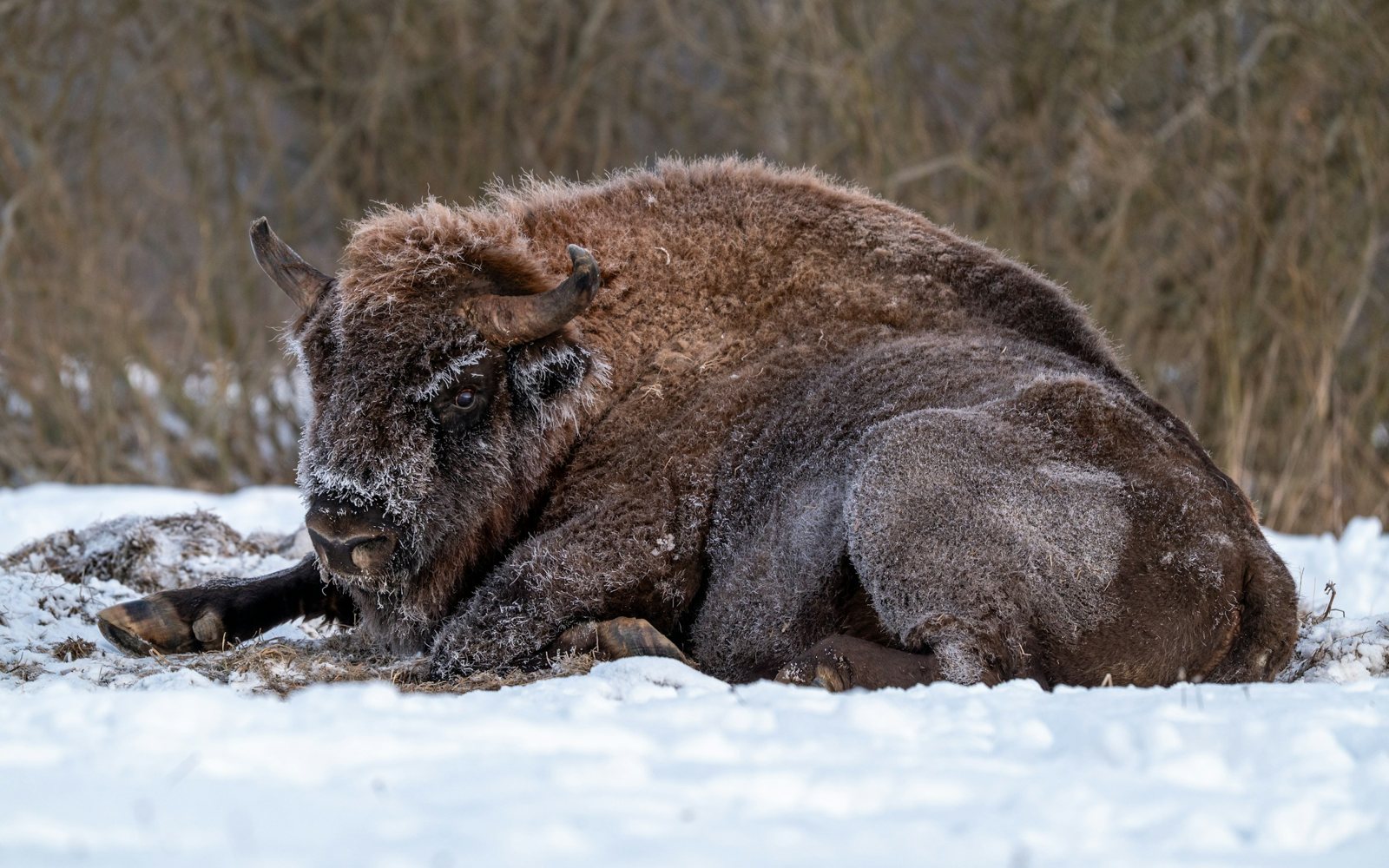 A European bison lying in the snow with frost on its face and coat, reeds and bare trees behind