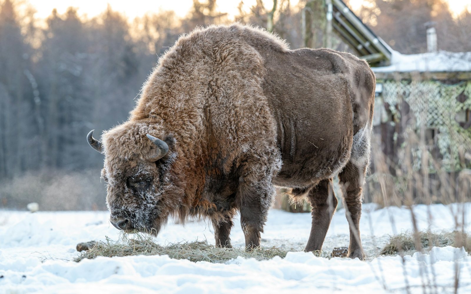 A frost-covered European bison with its head down, eating hay spread on the snow