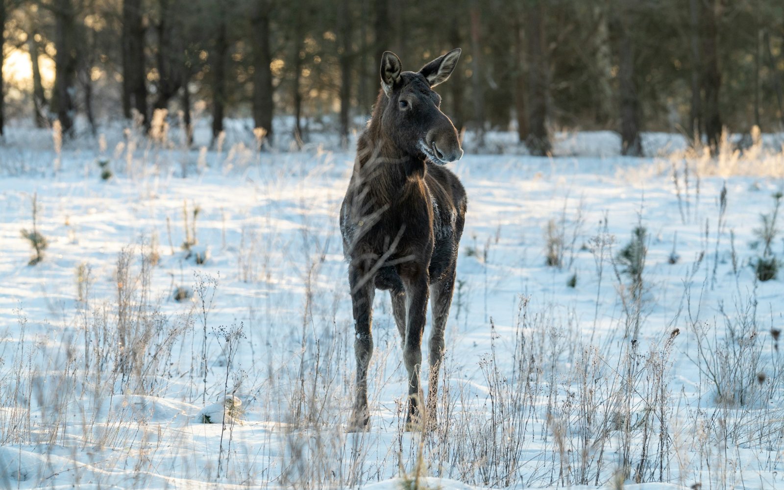 A young elk standing in a snowy meadow at the edge of a pine forest in low winter light