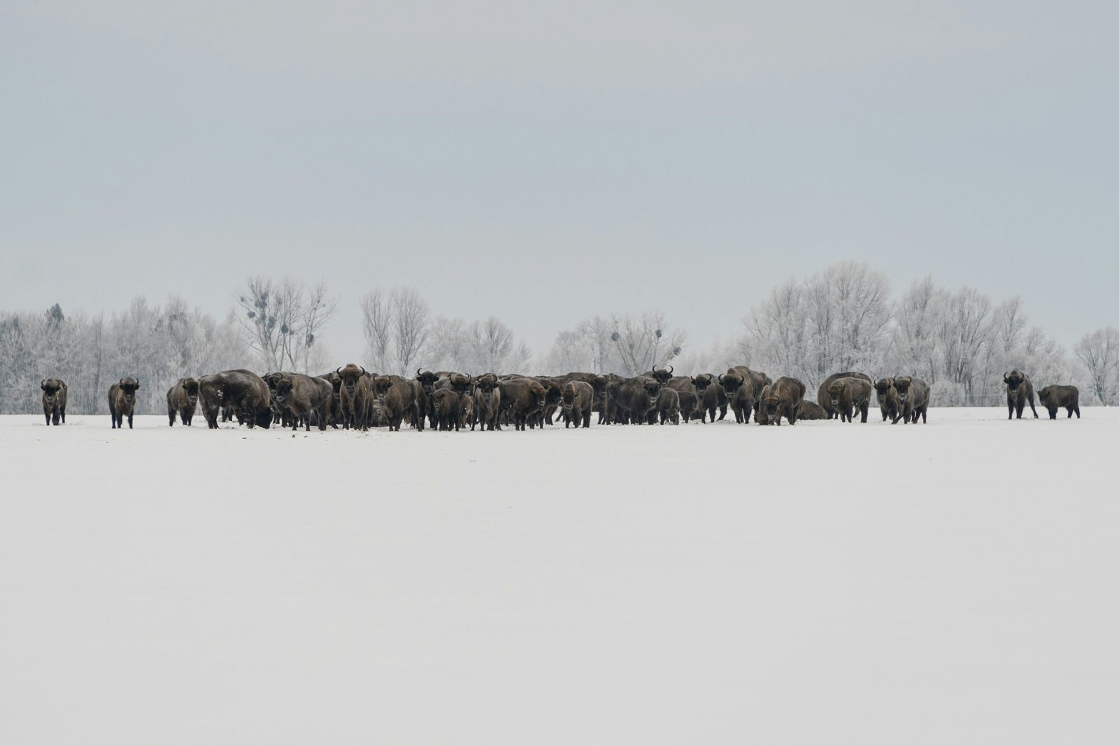 A herd of European bison standing in a line across a flat snow-covered field with frosted trees behind