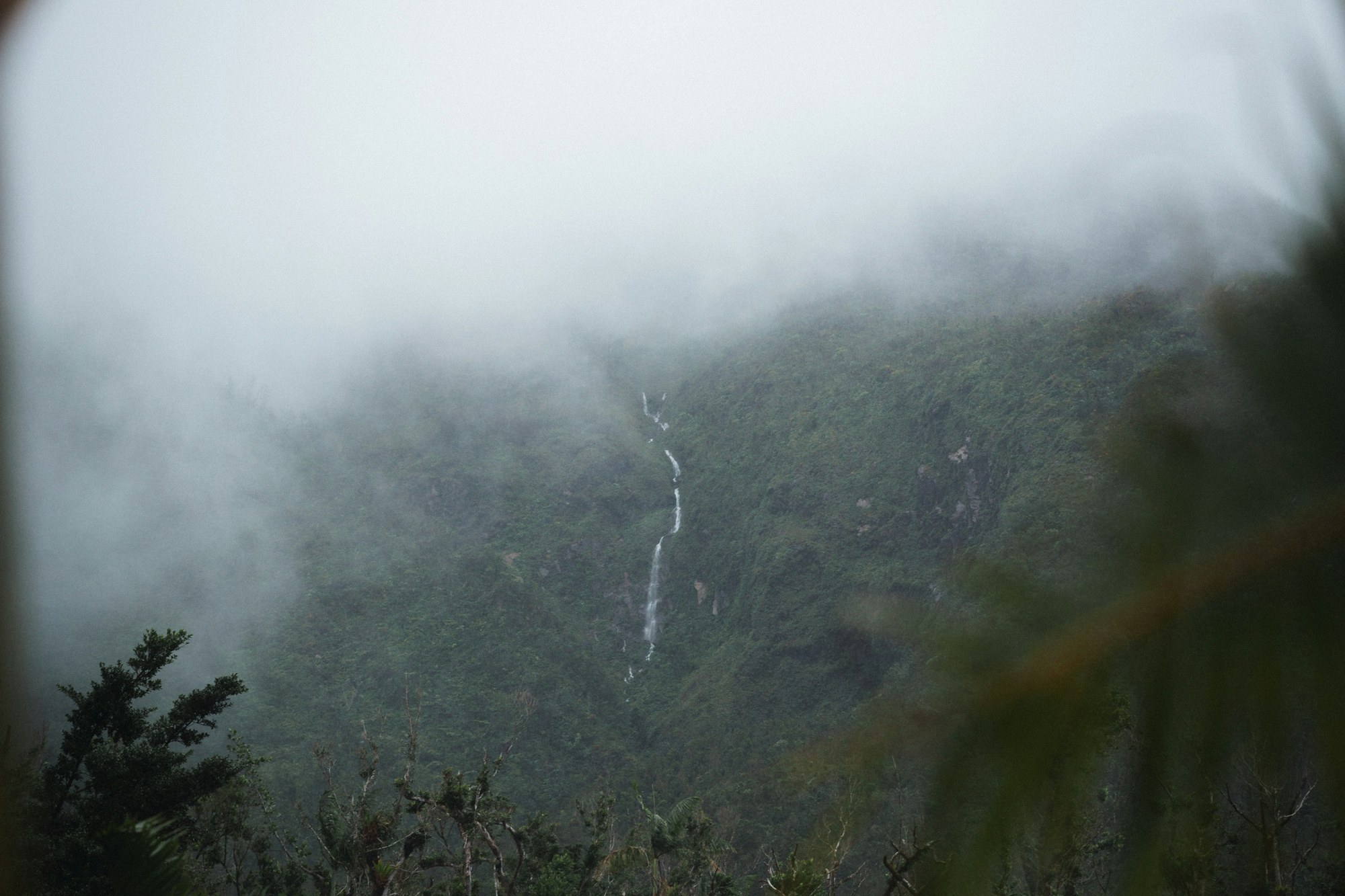 A thin waterfall on a steep forested wall half covered by low cloud, framed by tree ferns
