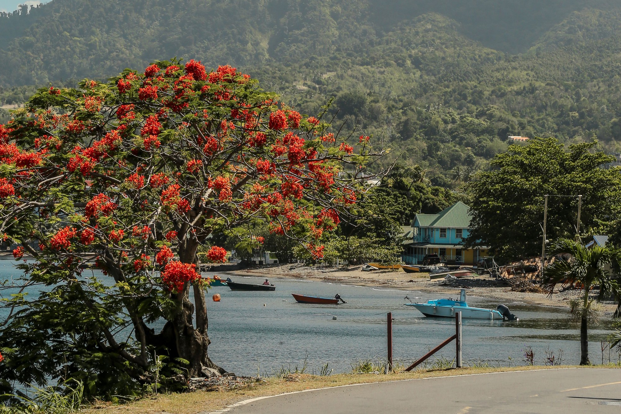 A flowering flamboyant tree beside a coastal road with fishing boats and green mountains behind