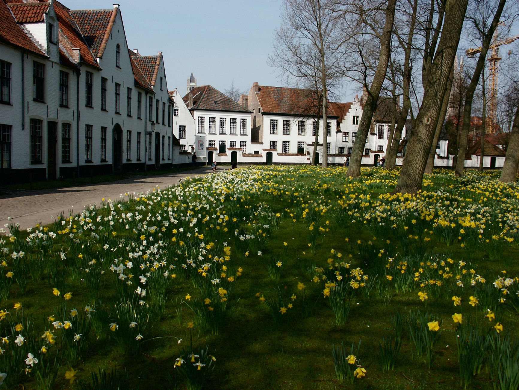Whitewashed beguinage houses behind a lawn thick with daffodils and bare early-spring trees at Ten Wijngaerde in Bruges
