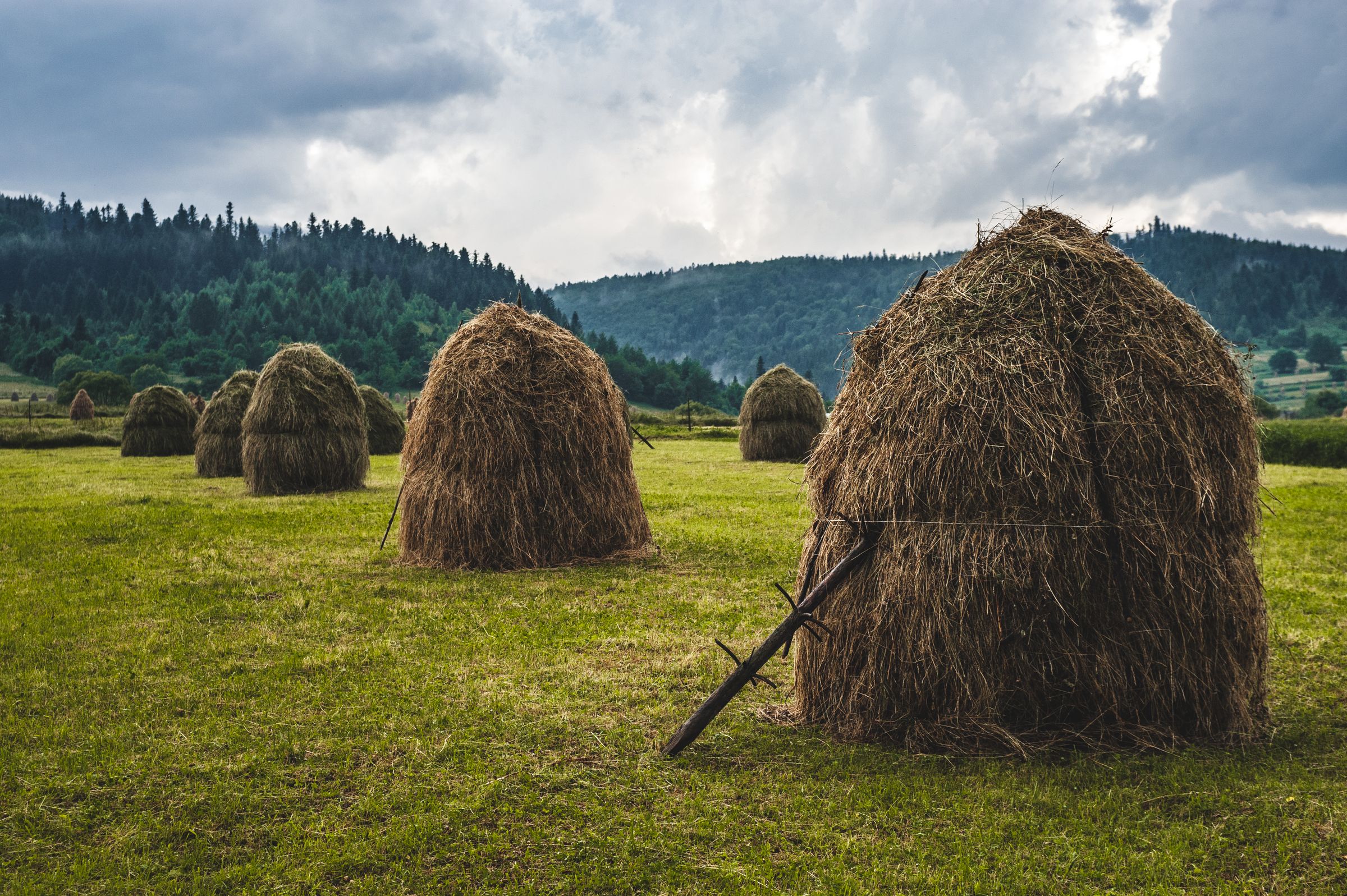Traditional haystacks drying on a green meadow with forested hills behind under a grey sky
