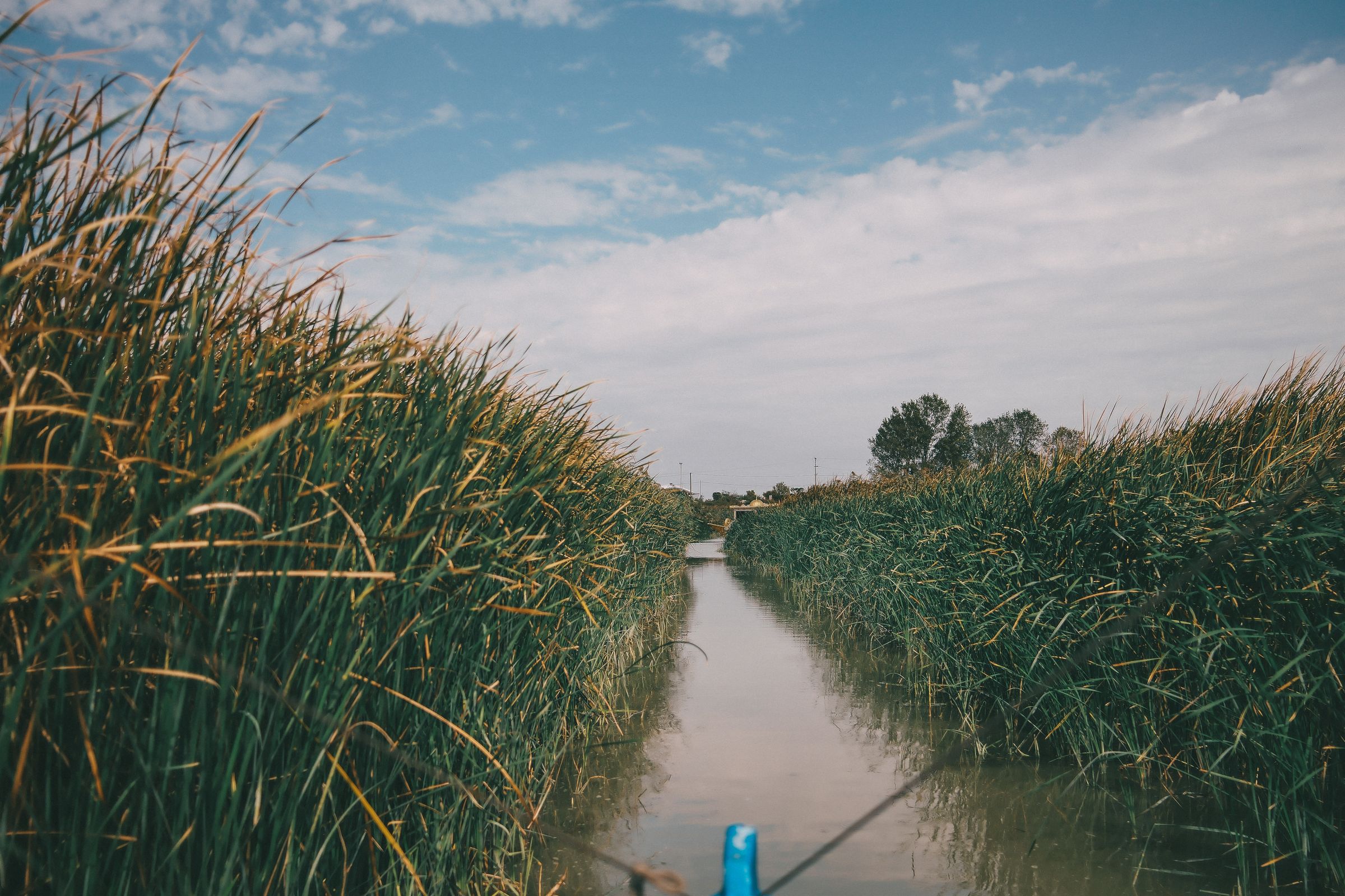 A narrow channel of water cutting through tall green reeds, the nose of a small boat at the edge of the frame