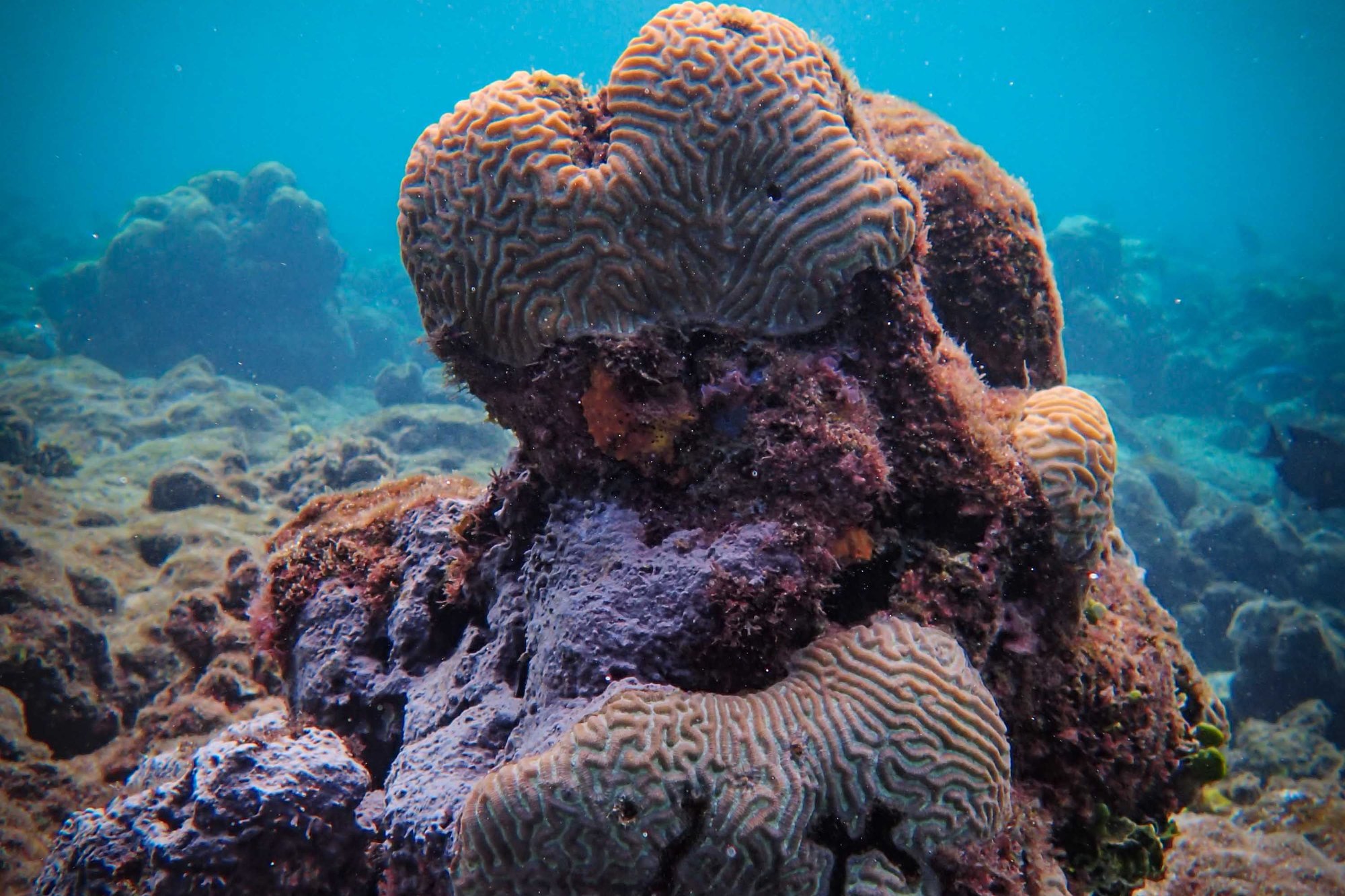 A mound of brain coral with its maze-like ridges, on a reef in blue water