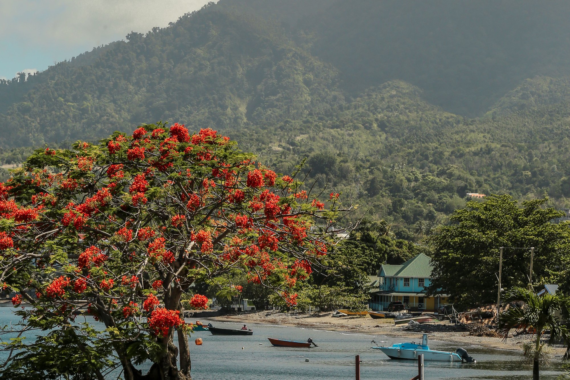 A bend in a coast road under a red-flowering flamboyant tree, with a bay of small boats and a steep forested mountain behind