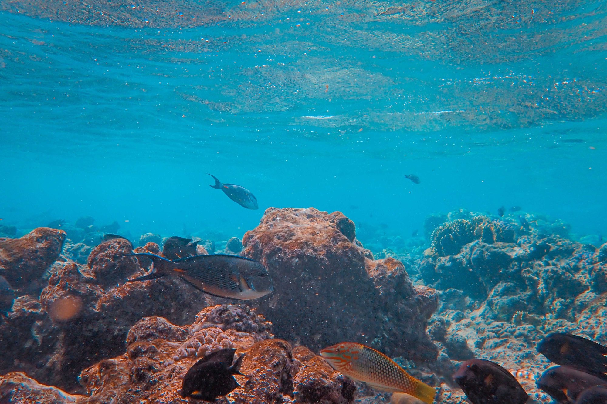 Reef fish over coral heads in shallow, clear turquoise water with the surface visible above