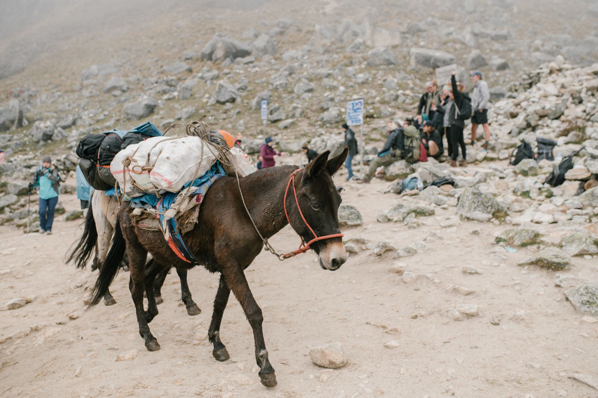A loaded pack mule on a rocky Andes trail, trekkers resting behind it