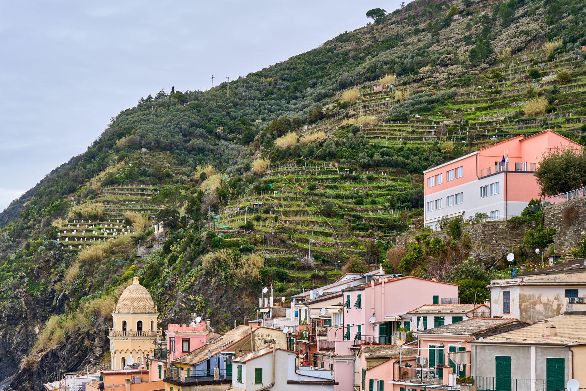 Terraced vineyards on the steep green hillside above a Cinque Terre village and the sea