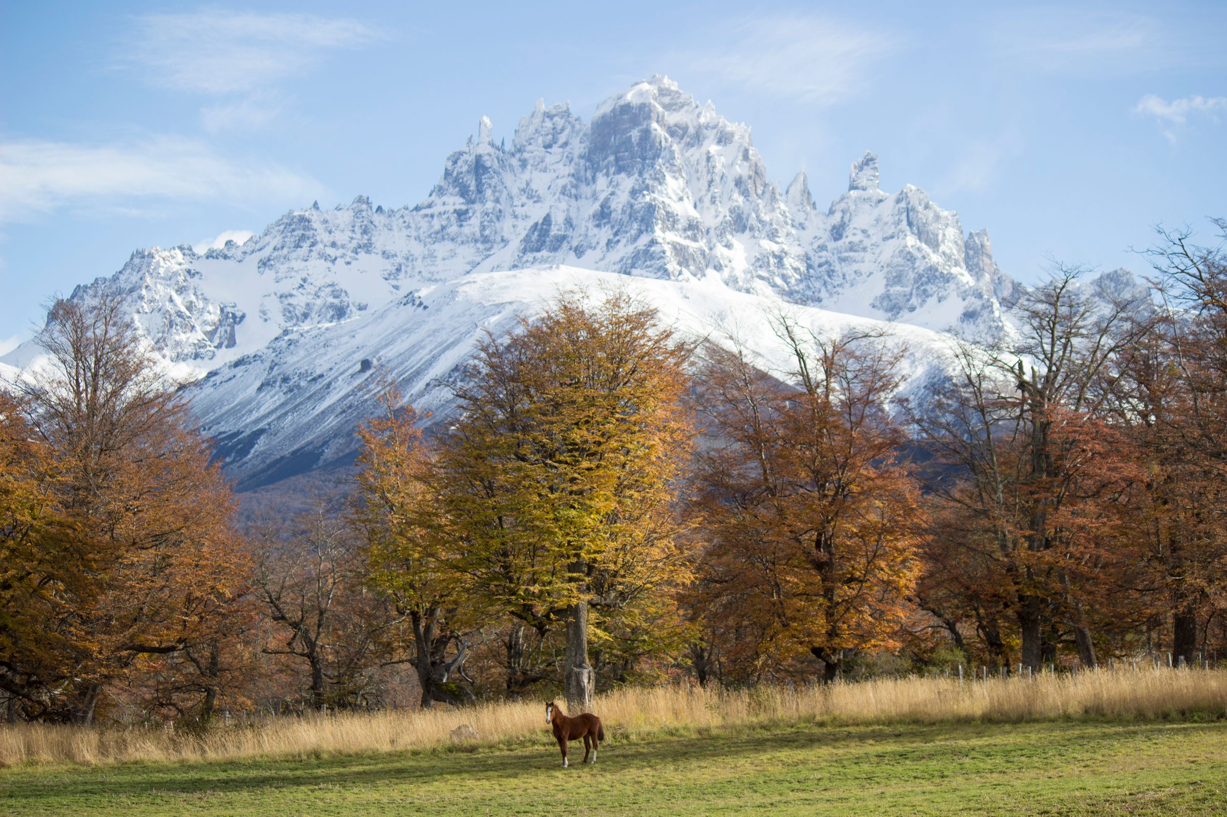 A brown horse stands in a green pasture in front of autumn trees in gold and rust, with a jagged, snow-covered mountain under a blue sky behind