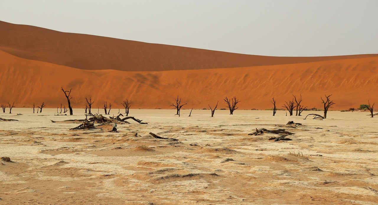 The pale clay floor of Deadvlei littered with fallen dark trunks, standing trees behind them and an orange dune wall above