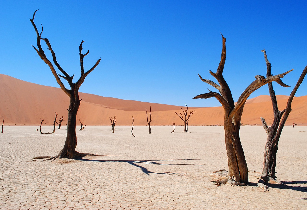 Blackened camel thorn trees standing on the cracked white clay of Deadvlei under a hard blue sky