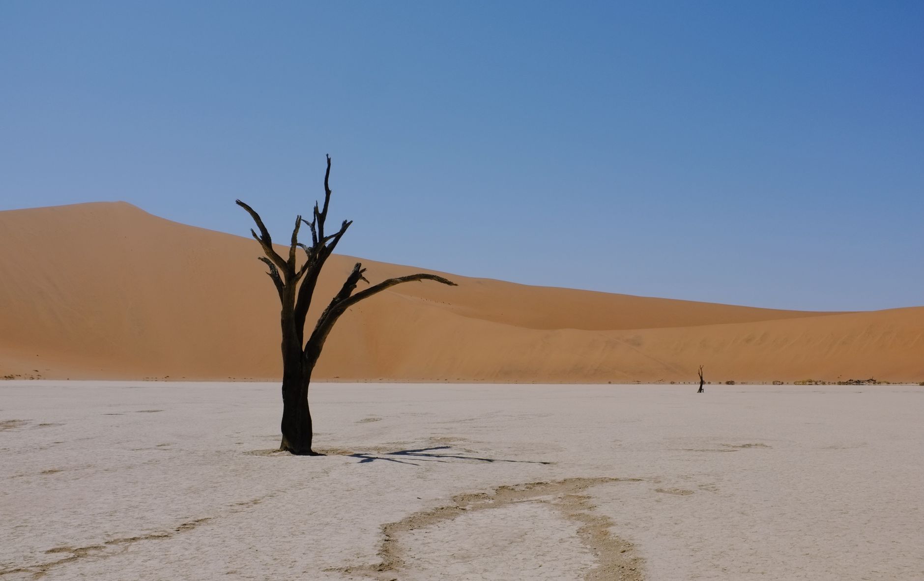 A single dark camel thorn standing alone on the pale pan with a long orange dune ridge behind it