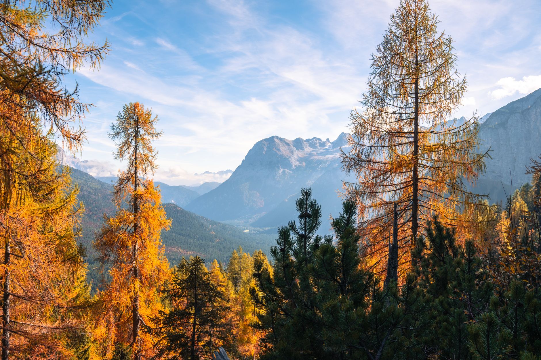 Golden larches in autumn colour with Dolomite peaks in the distance