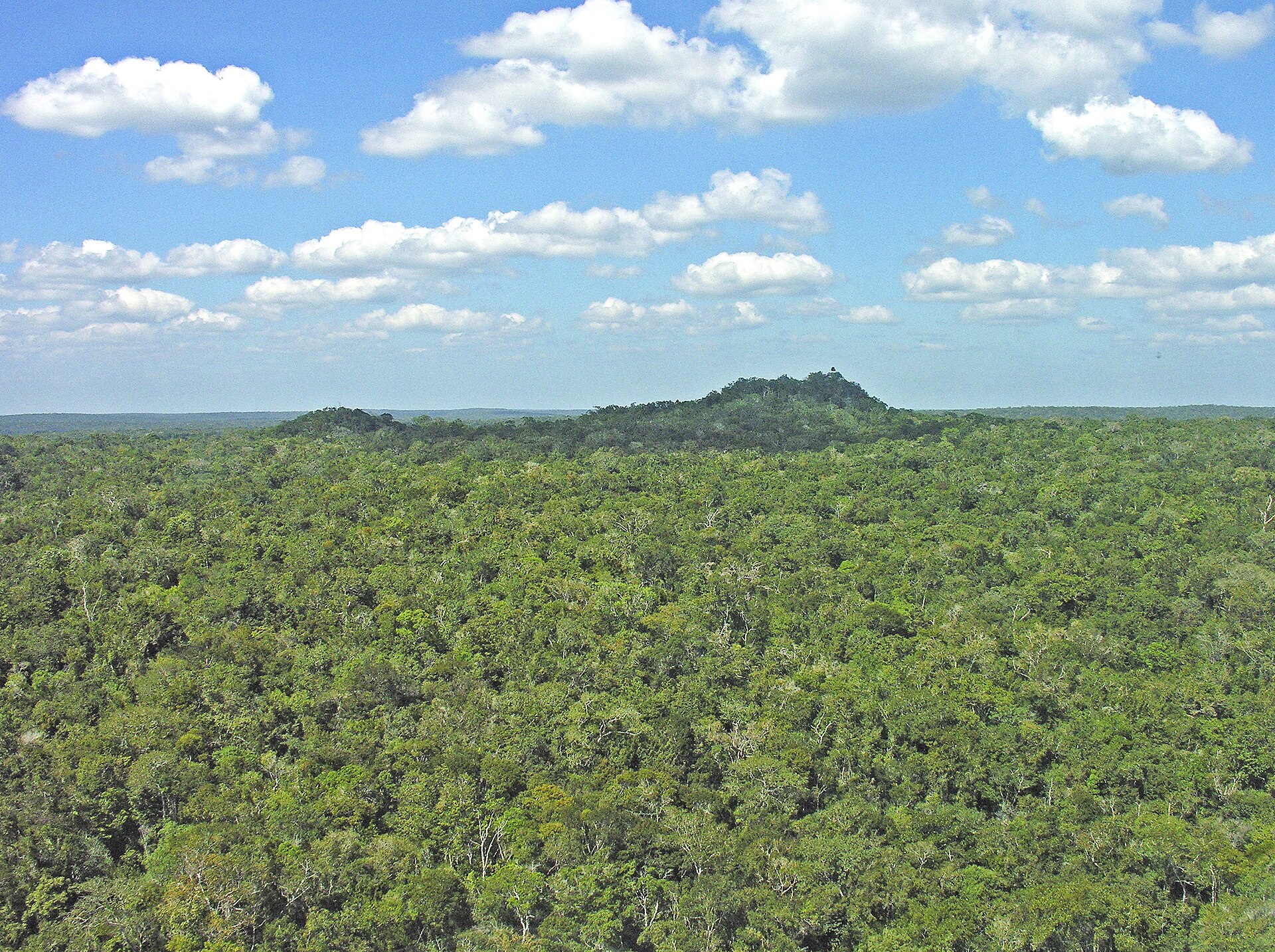 The forested mound of the El Tigre pyramid rising over the jungle