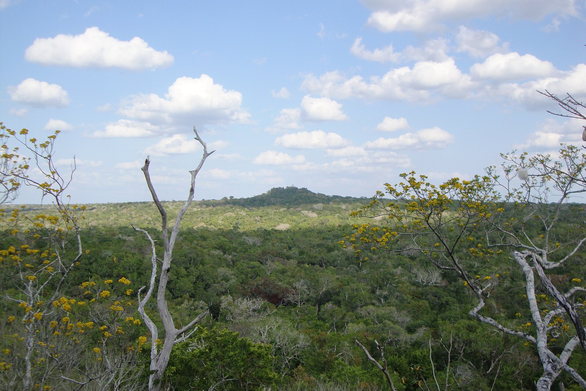 The view from the top of La Danta over the jungle canopy at dawn
