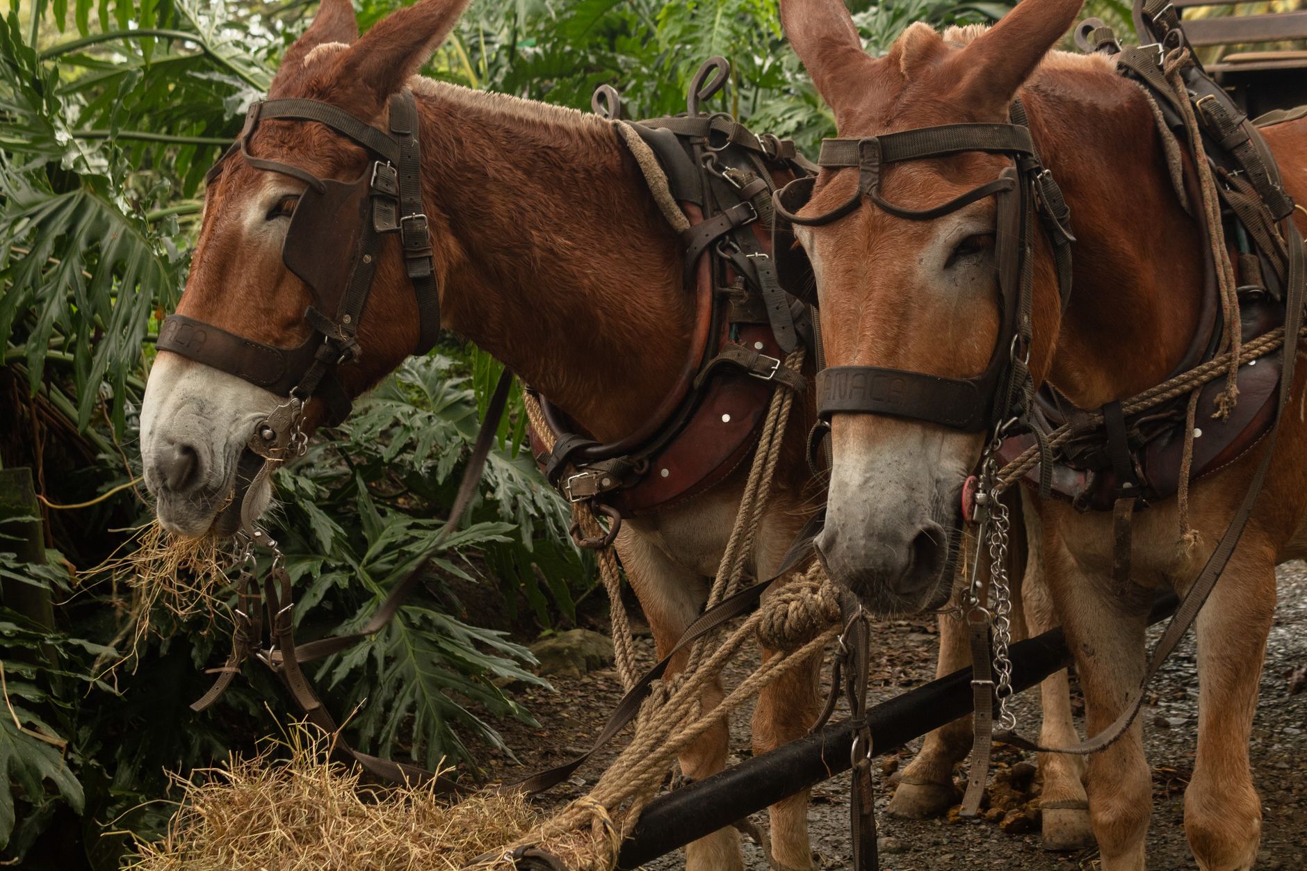 A mule train and trekkers on a forest trail toward El Mirador