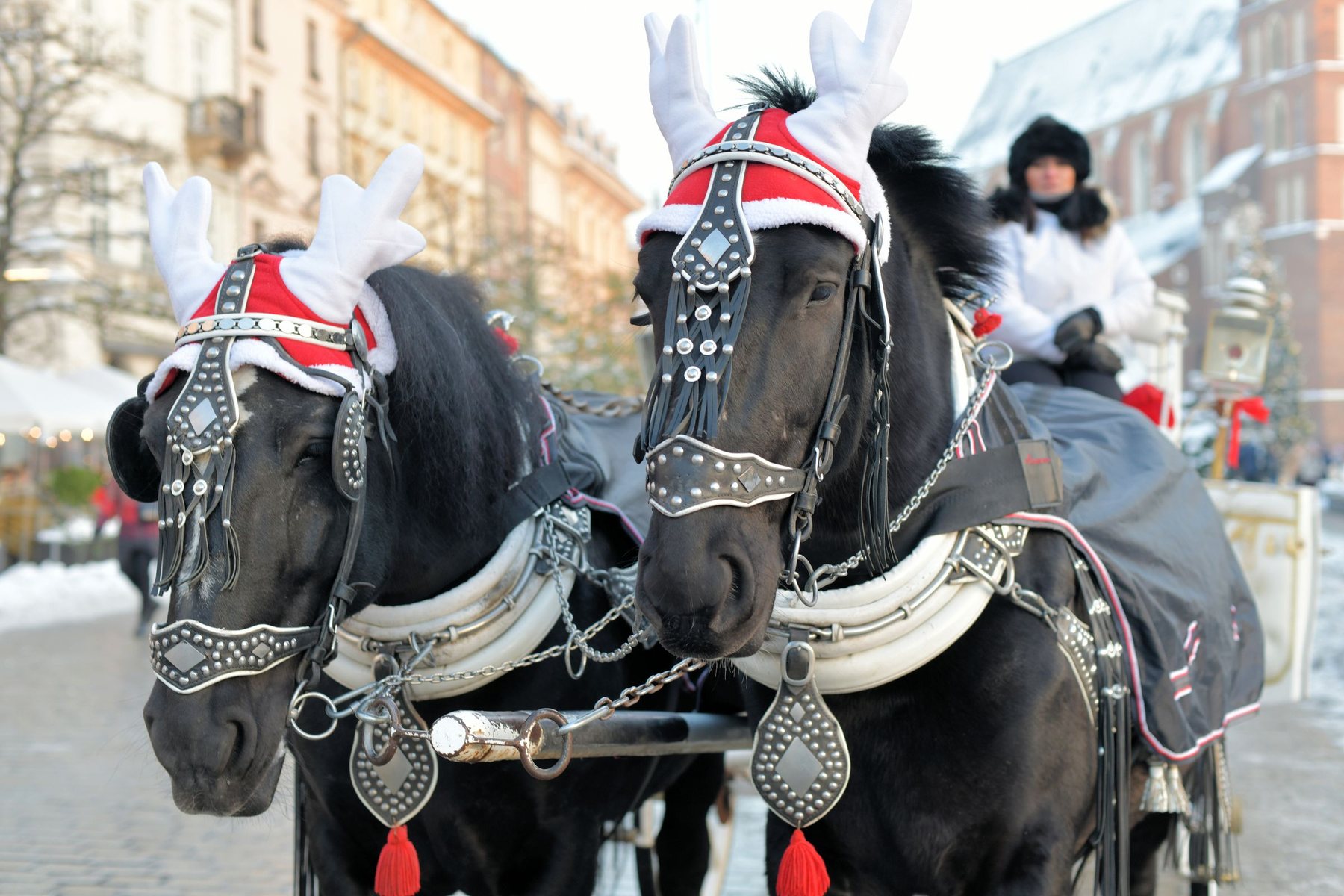 Horse-drawn carriages with festive harness in Kraków's old town in winter