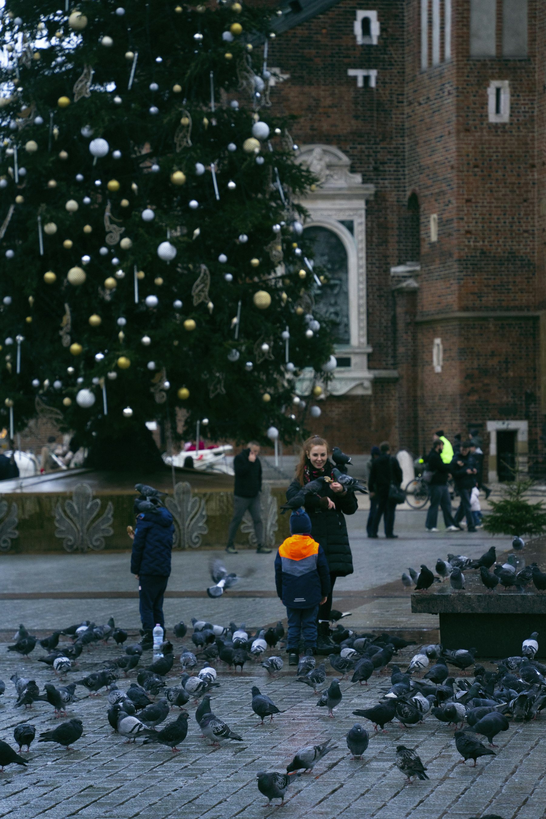 The Christmas tree on Kraków's main square by day, with pigeons on the paving