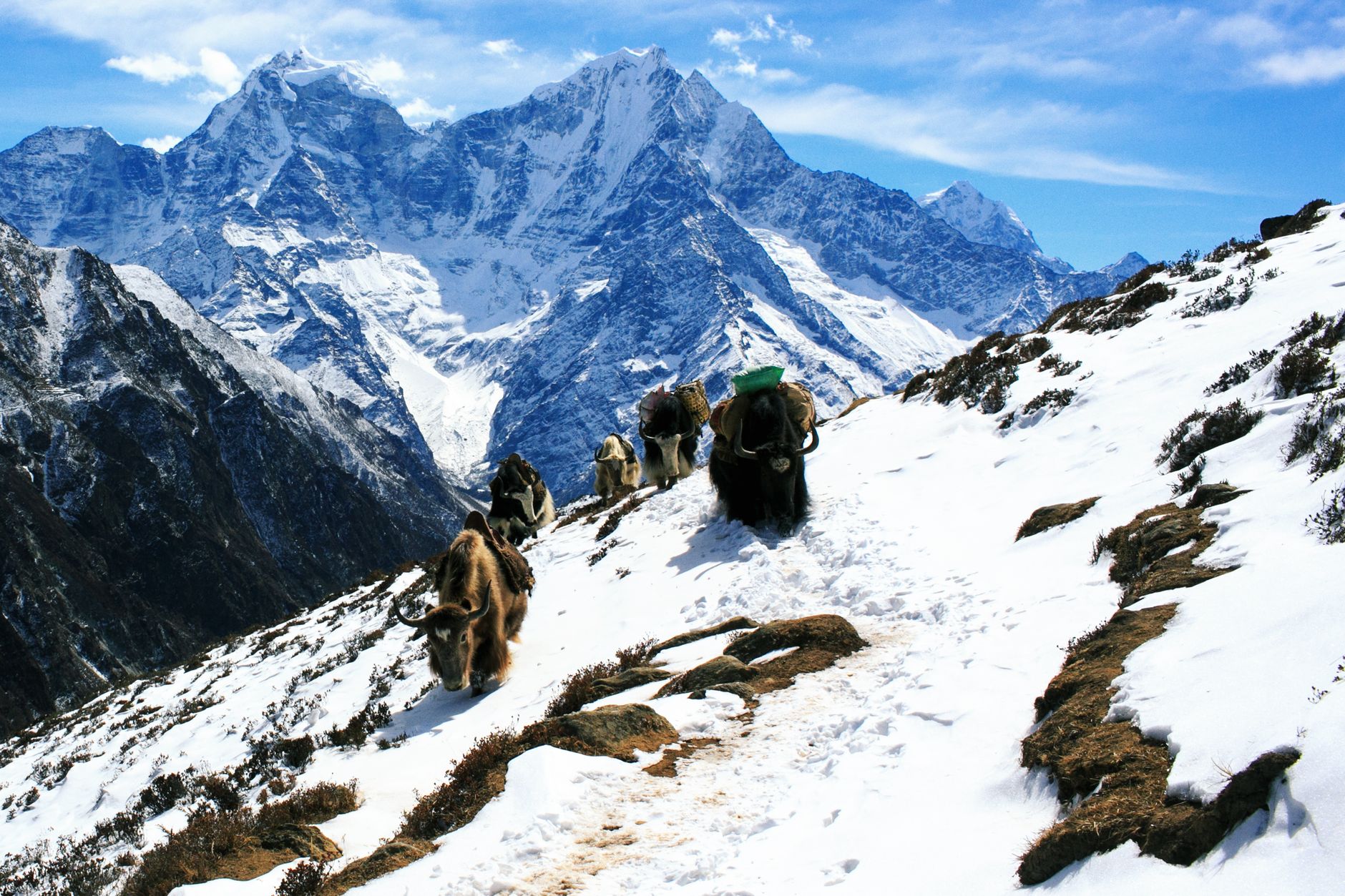 Yaks carrying loads up a snowy rocky slope high on the Everest Base Camp trail