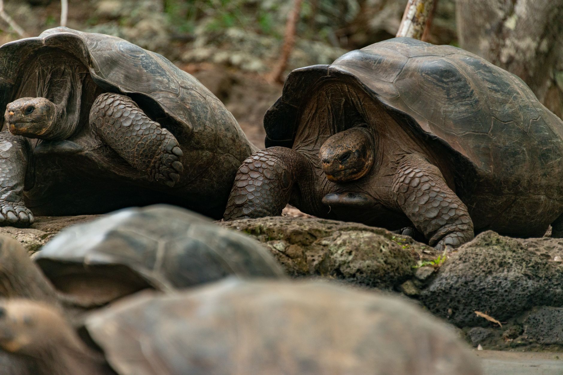 Galapagos giant tortoises resting together on rocky ground