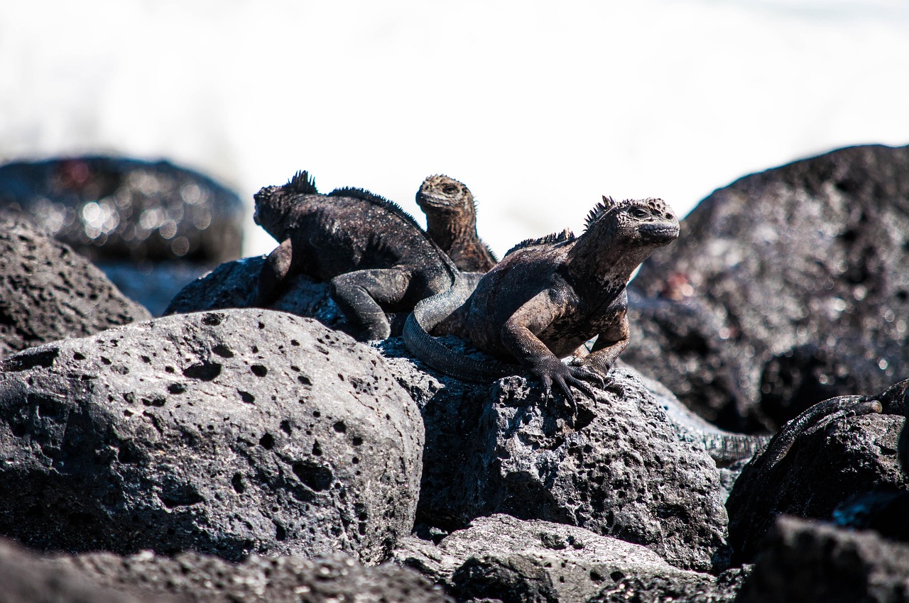 Three black marine iguanas on porous lava rock in the Galapagos