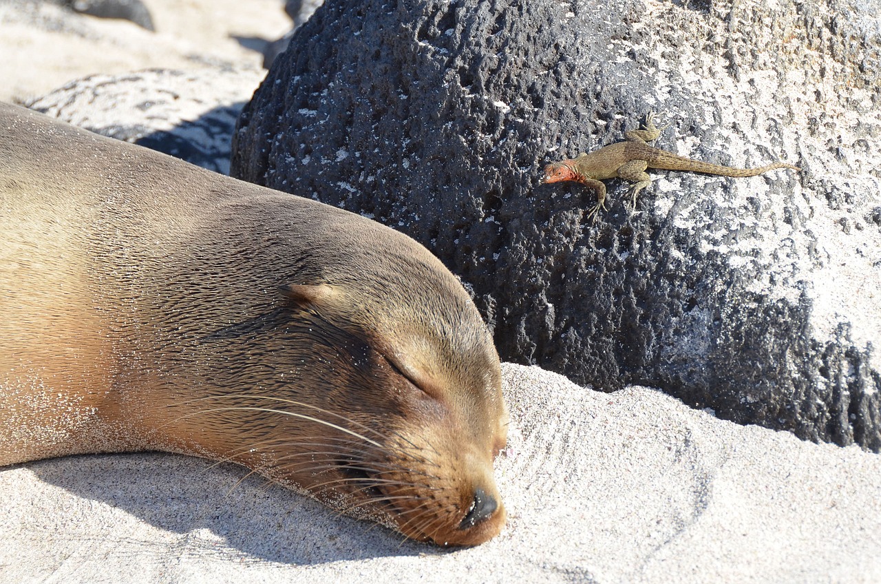 A Galapagos sea lion asleep on pale sand, with a lava lizard on the dark boulder beside it