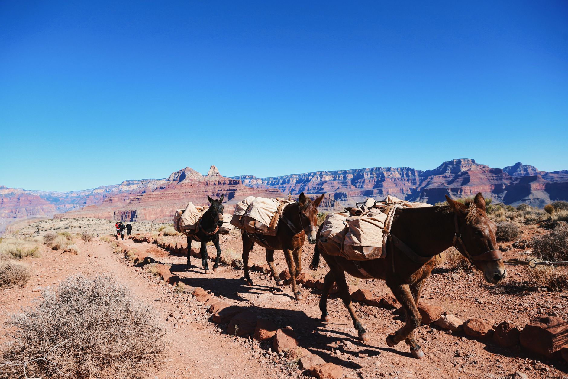 A train of pack mules carrying loads along a dusty trail below the Grand Canyon's rim
