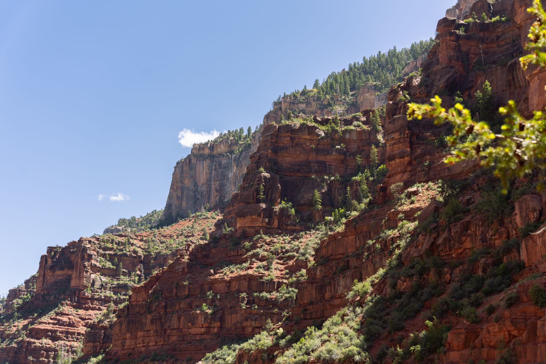 Looking up at green slopes and red rock walls below the Grand Canyon's North Rim