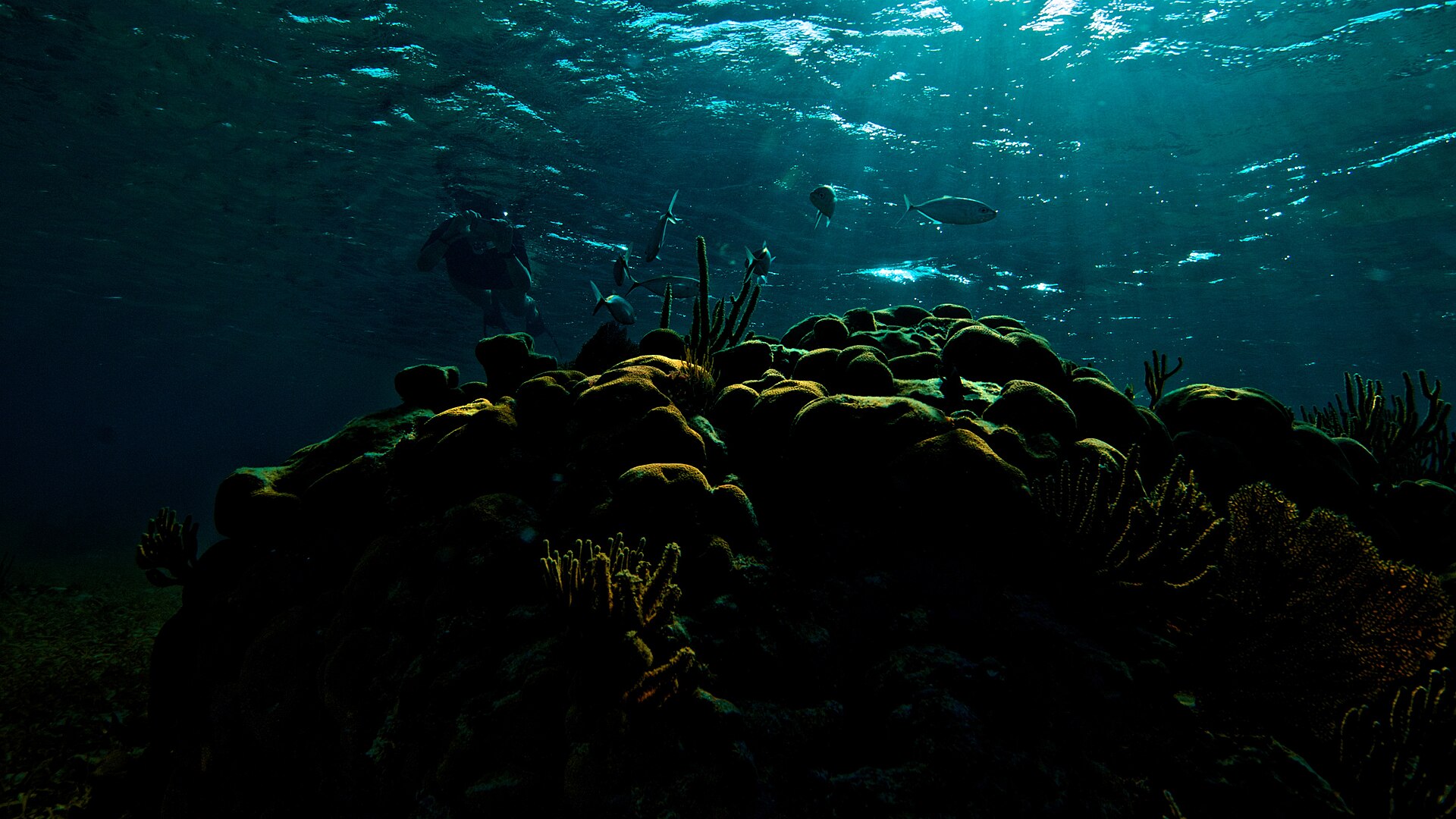 Boulder corals and gorgonians silhouetted against the bright surface in shallow water at Goff's Caye, Belize