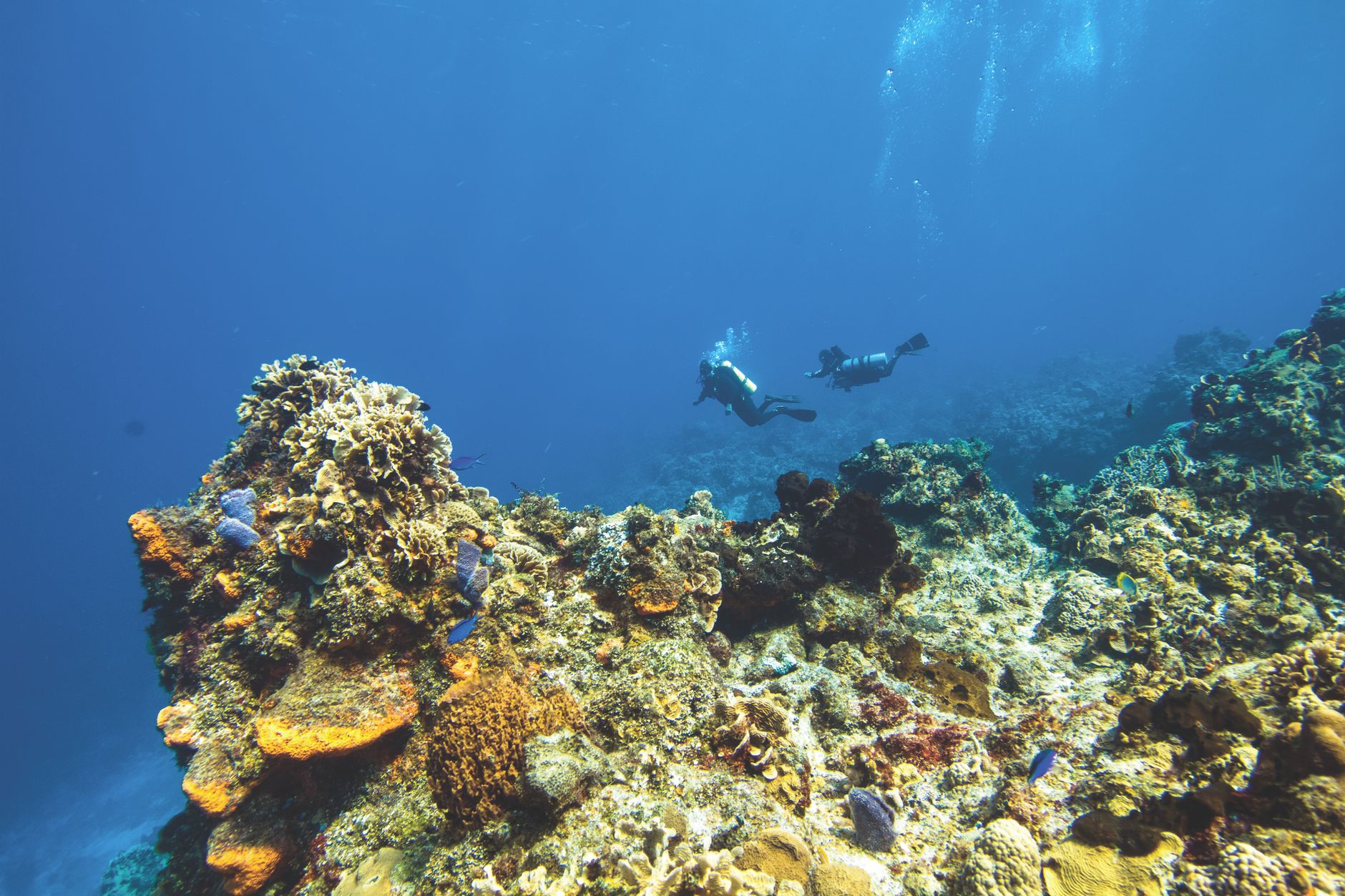 Two scuba divers swimming above a shallow, brightly lit coral reef