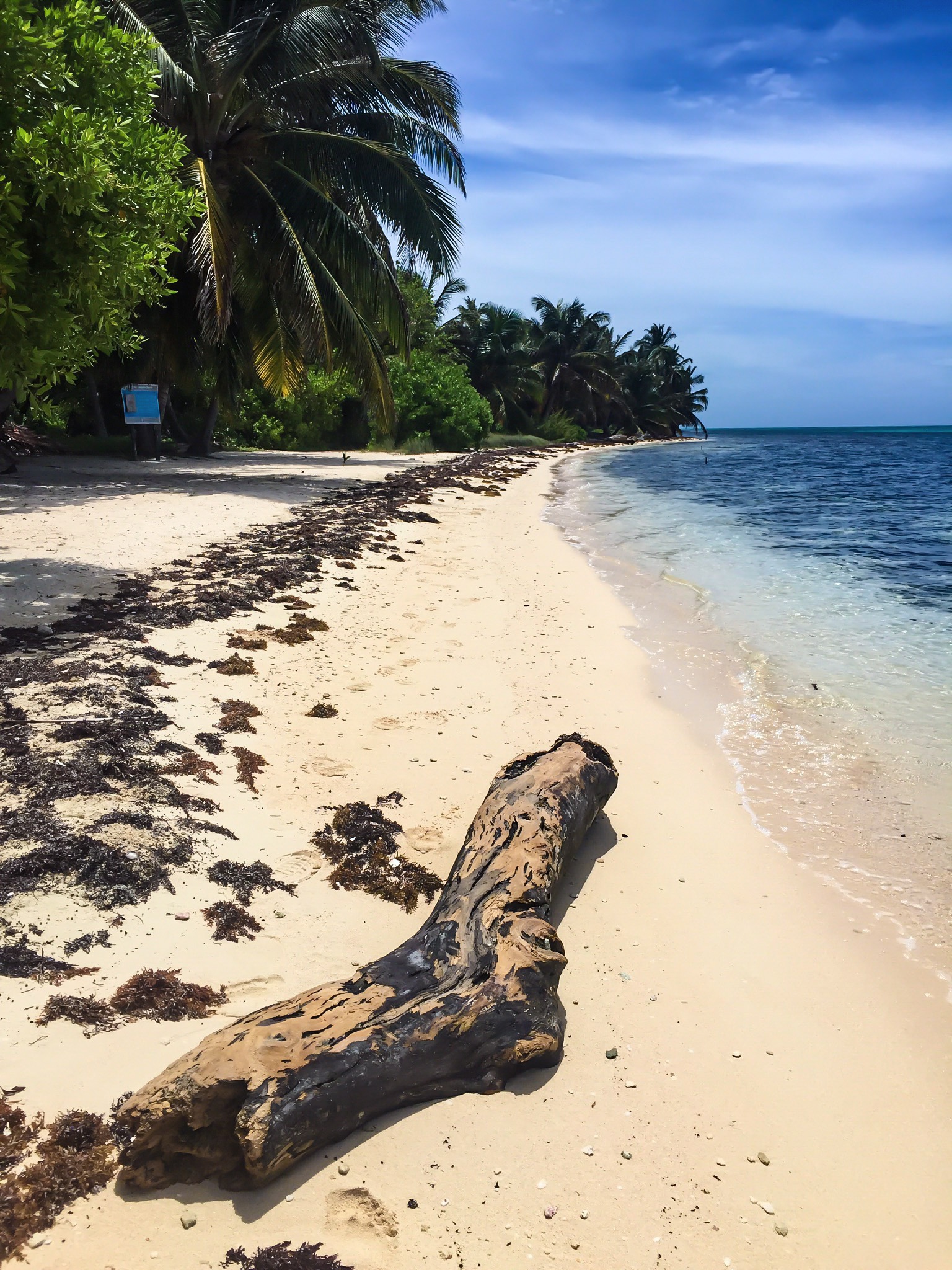 A pale sand beach and shallow turquoise water at Half Moon Caye on Lighthouse Reef, Belize