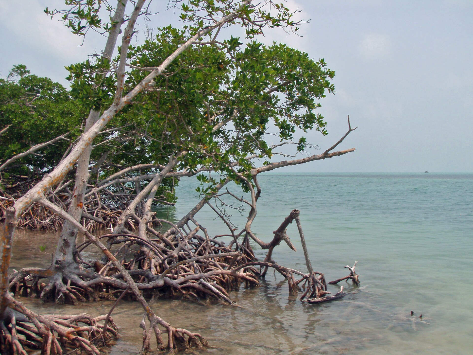 Mangrove roots and low green canopy along a shallow shoreline on Ambergris Caye, Belize