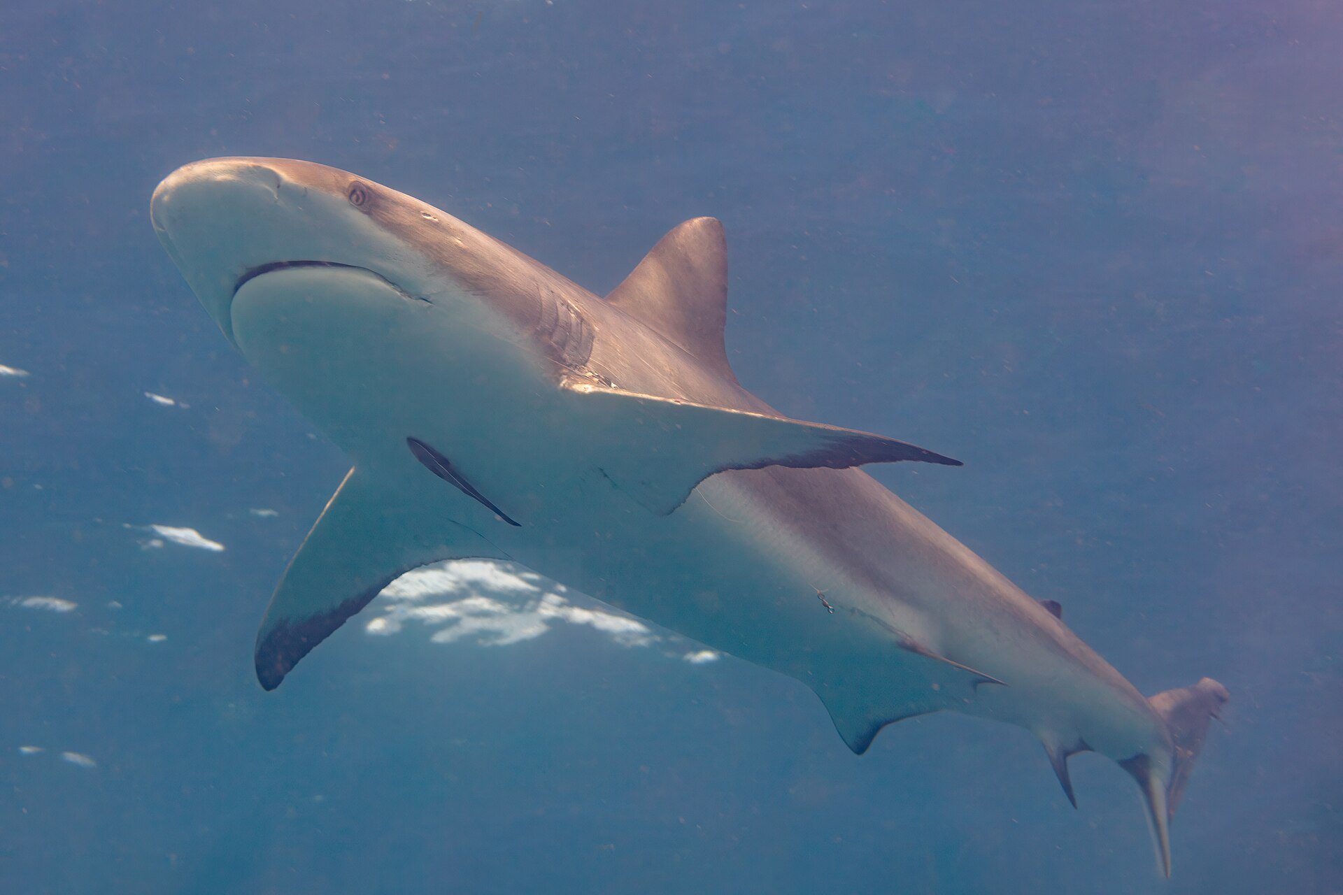 A Caribbean reef shark swimming over sand in clear blue water
